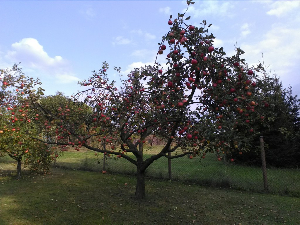 Apple tree