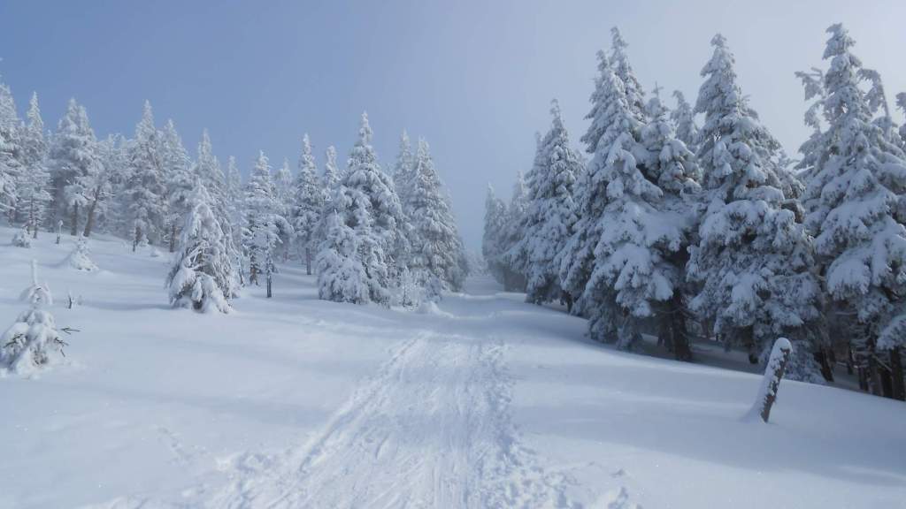 Mountain forest in winter